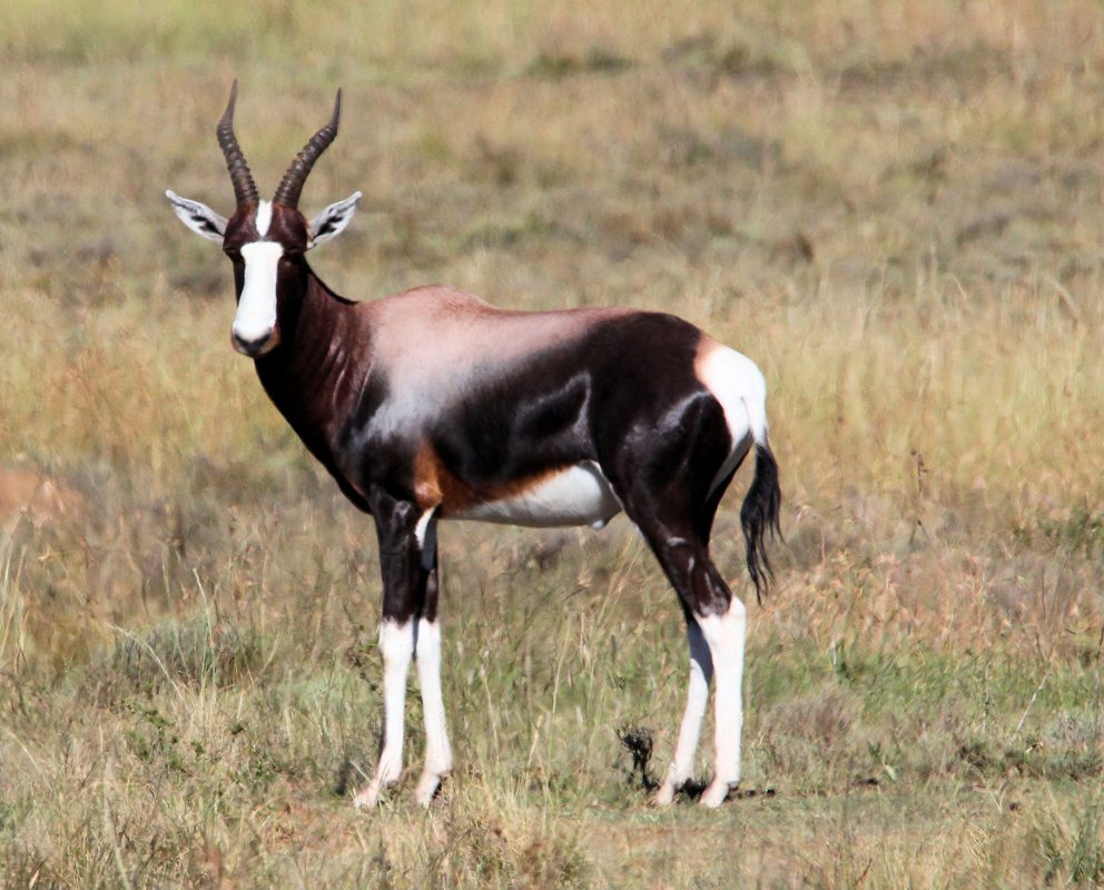 Bontebok