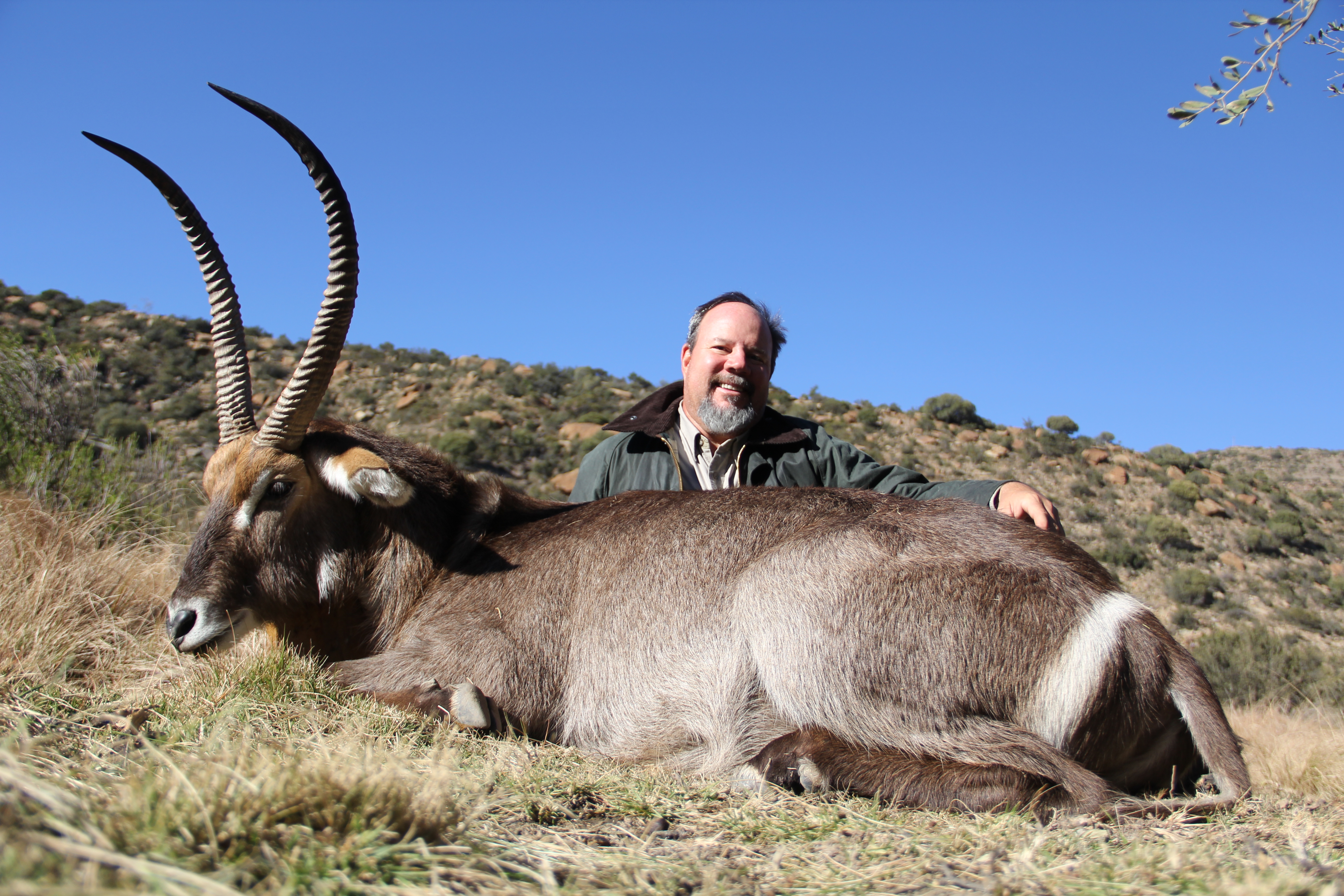 Waterbuck